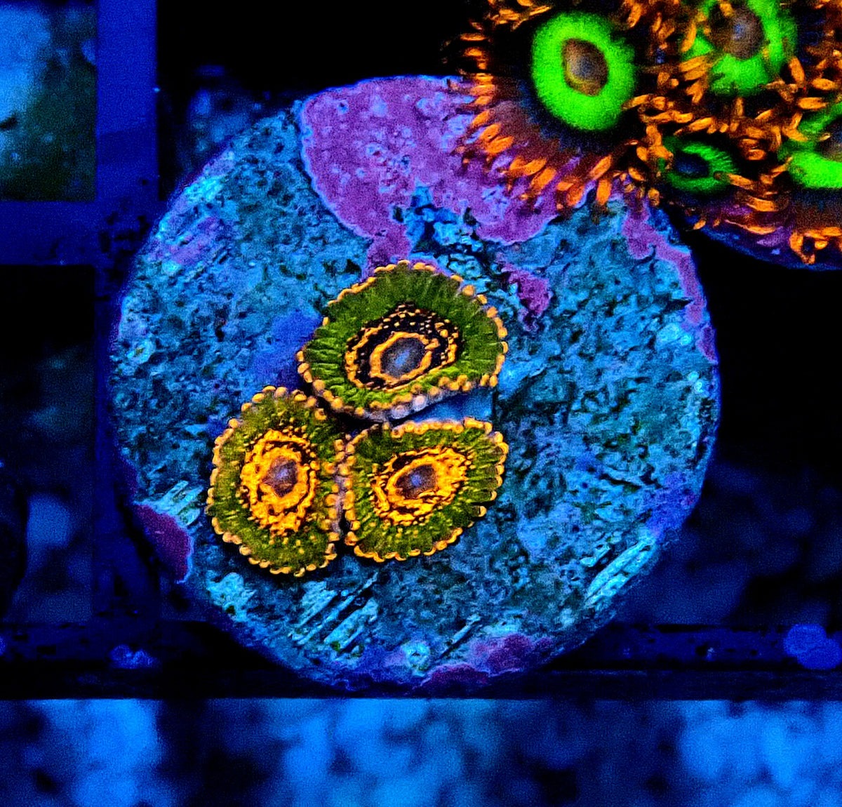 JF Azz Krakatoa Zoanthid WYSIWYG