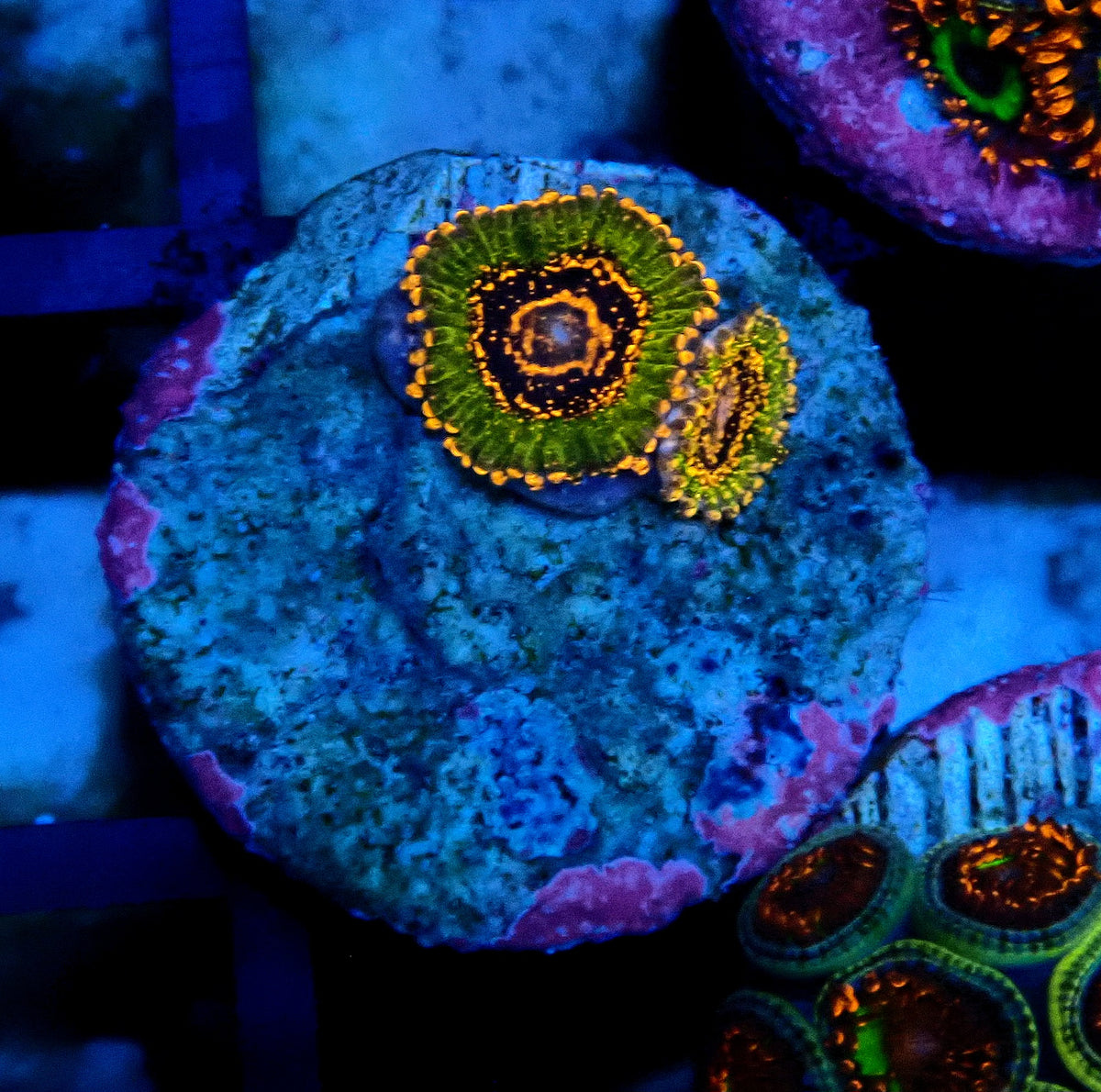 JF Azz Krakatoa Zoanthid WYSIWYG