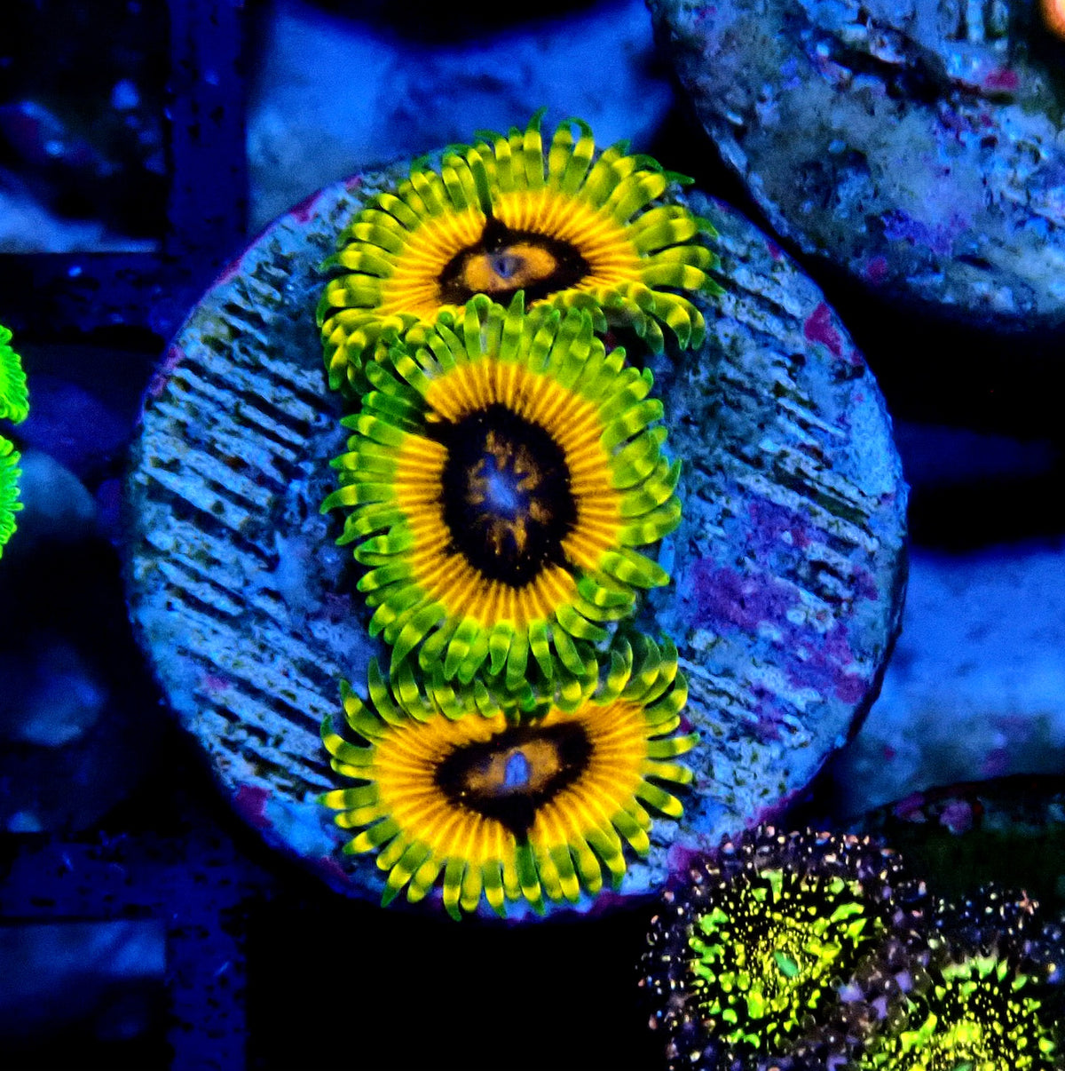 Adonis Zoanthid WYSIWYG