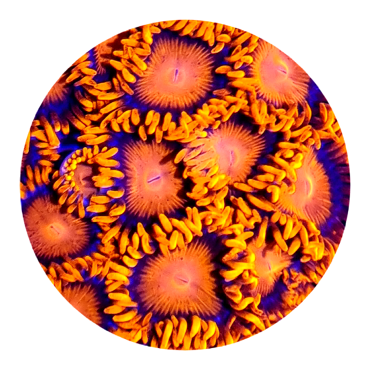 Orange Bam Bam Zoanthid (5 Polyps)