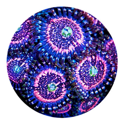 Pink Zipper Zoanthid (5 Polyps)