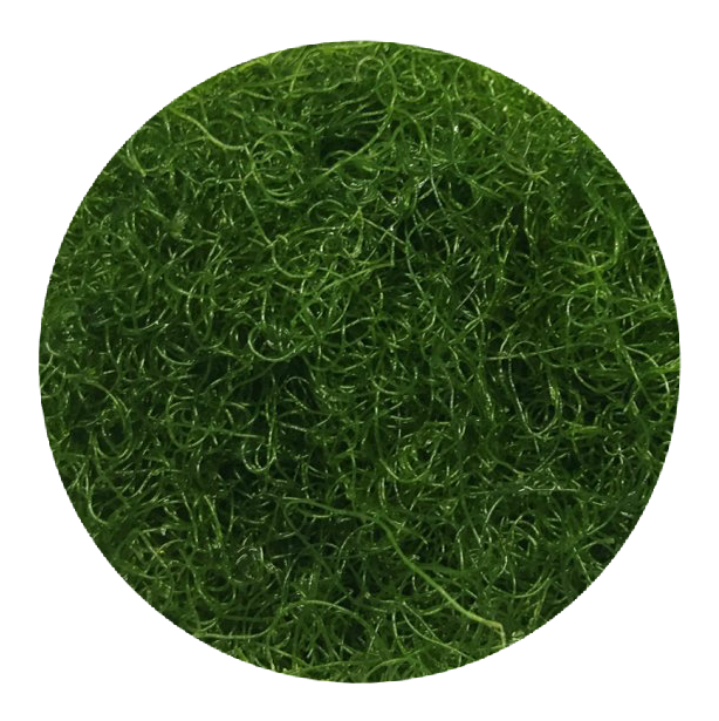 Chaetomorpha (Chaeto) Algae From Delta Aquarium UK - Online Chaetomorpha (Chaeto) Algae From Delta Aquarium UK - Online
