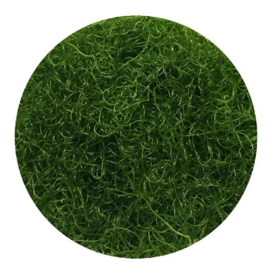 Chaetomorpha -Chaeto Macro Algae
