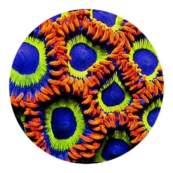 Fruit Loop Zoanthid (5 Polyps)
