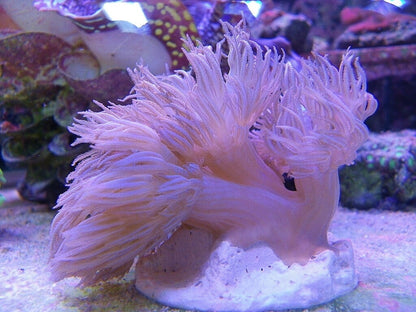 Pulsing Xenia