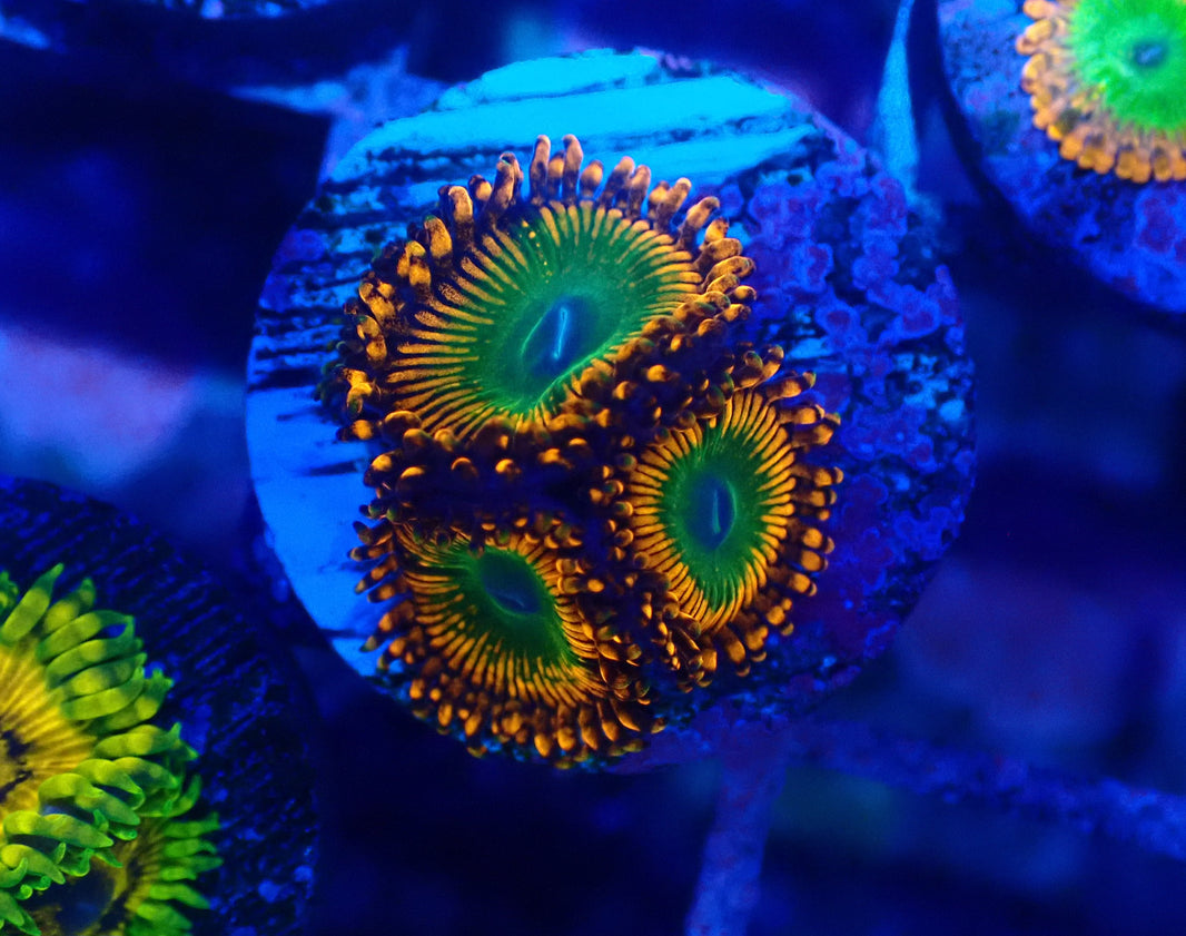 Kilowatt Zoanthids main image 0