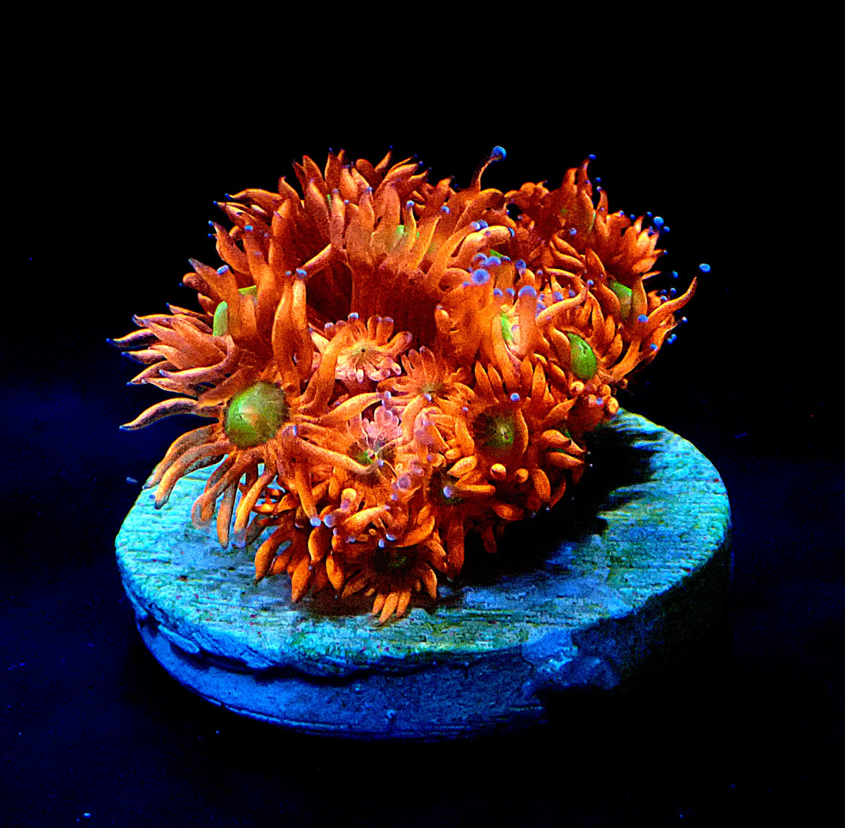 Red with yellow centre Goniopora l