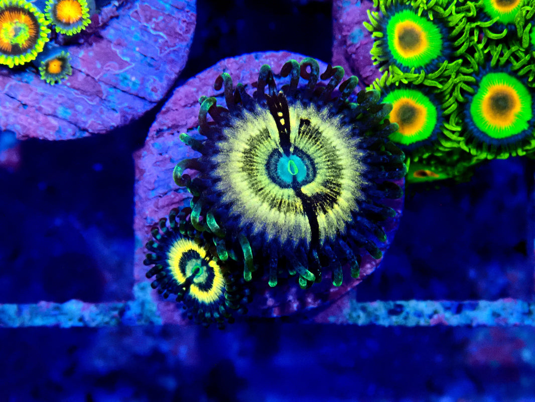 Kilowatt Zoanthids main image 1