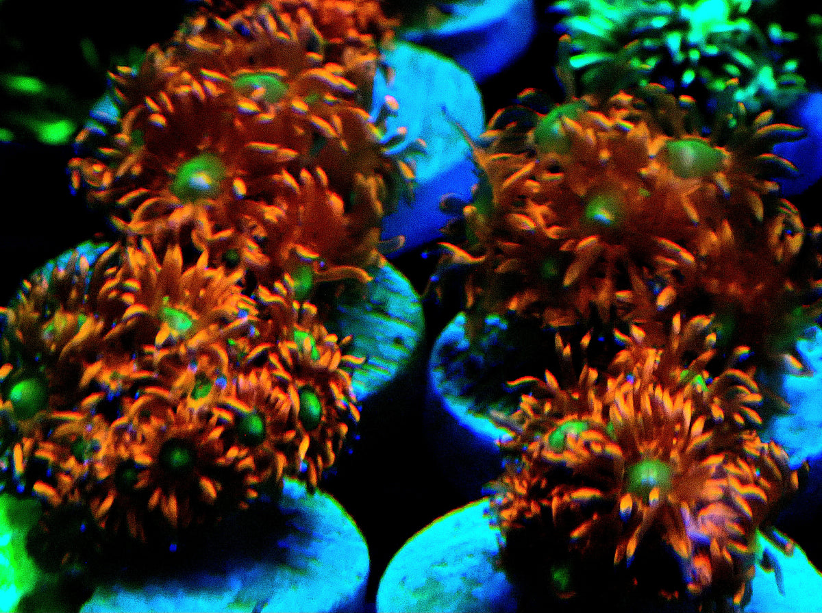 Red with yellow centre Goniopora l