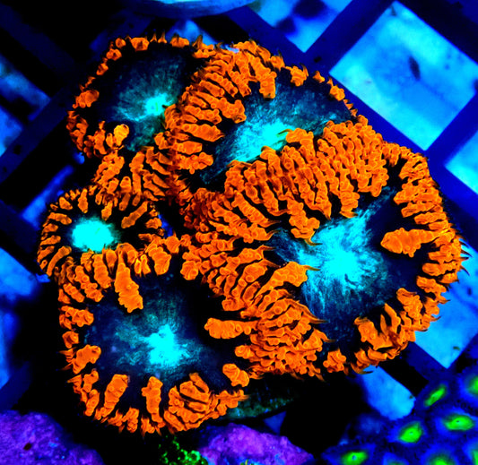Blastomussa WYSIWYG