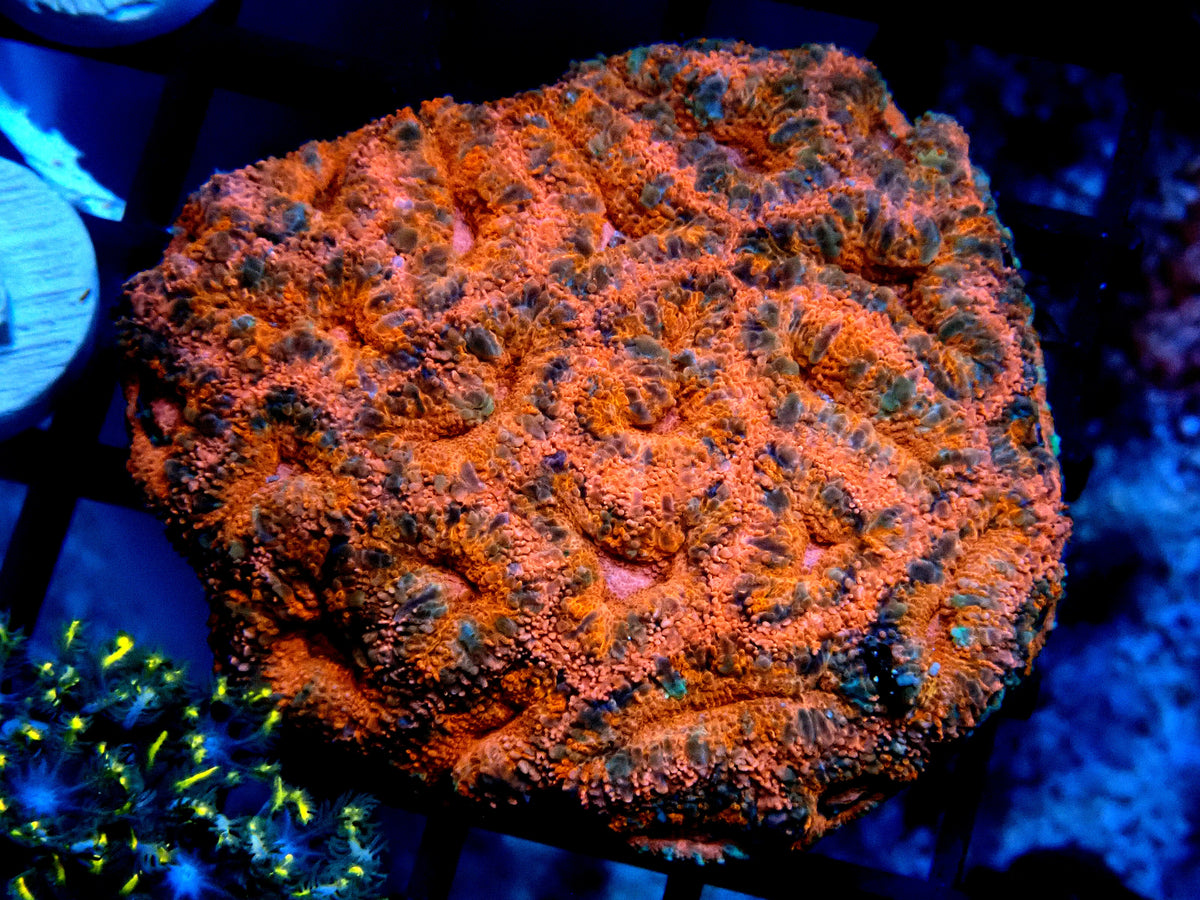 Acan (Micromussa) WYSIWYG