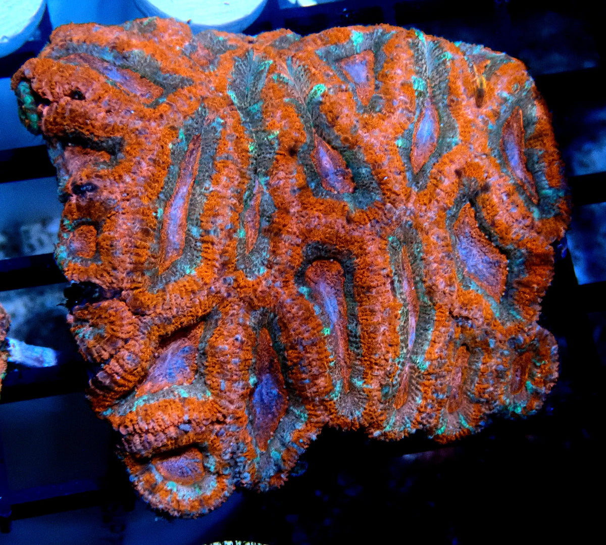 Acan (Micromussa) WYSIWYG