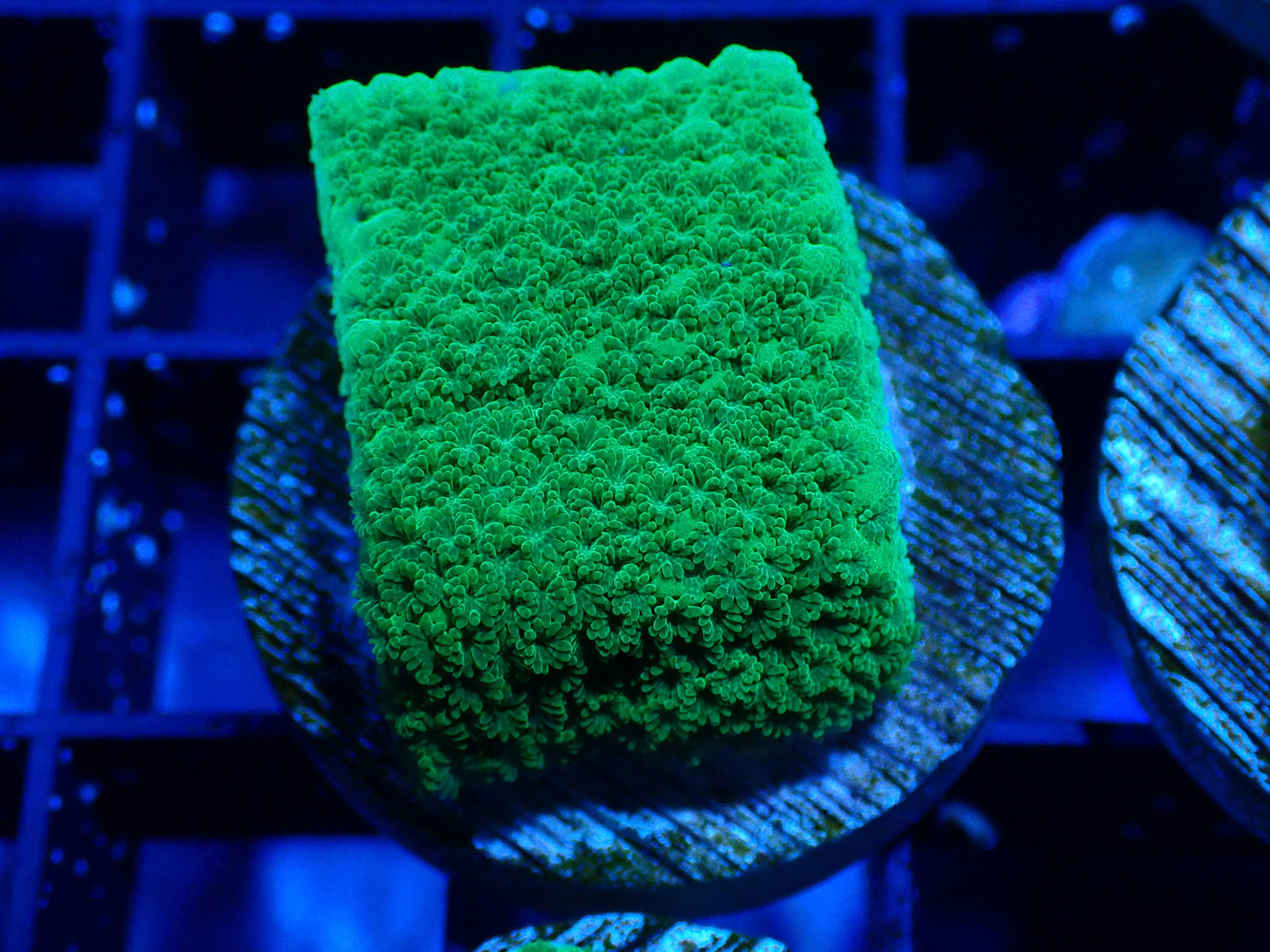 Green Montipora WYSIWYG