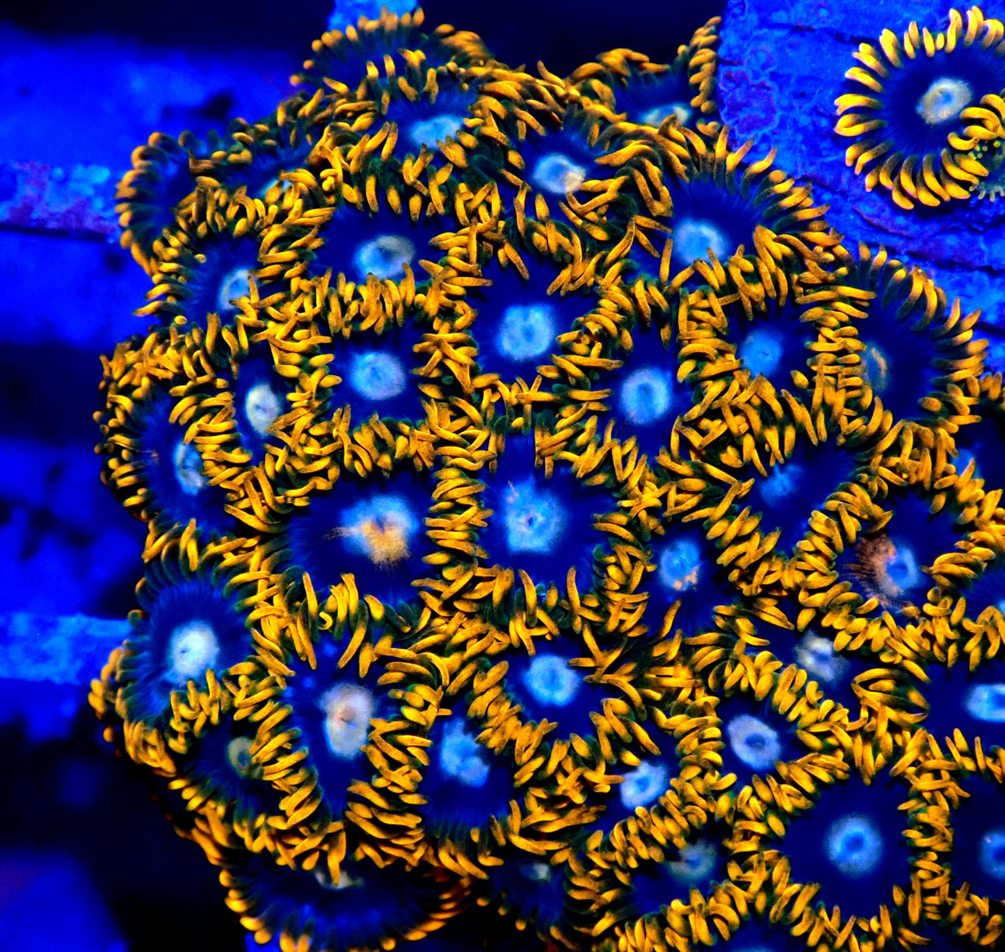 Fire and Ice Zoanthid WYSIWYG