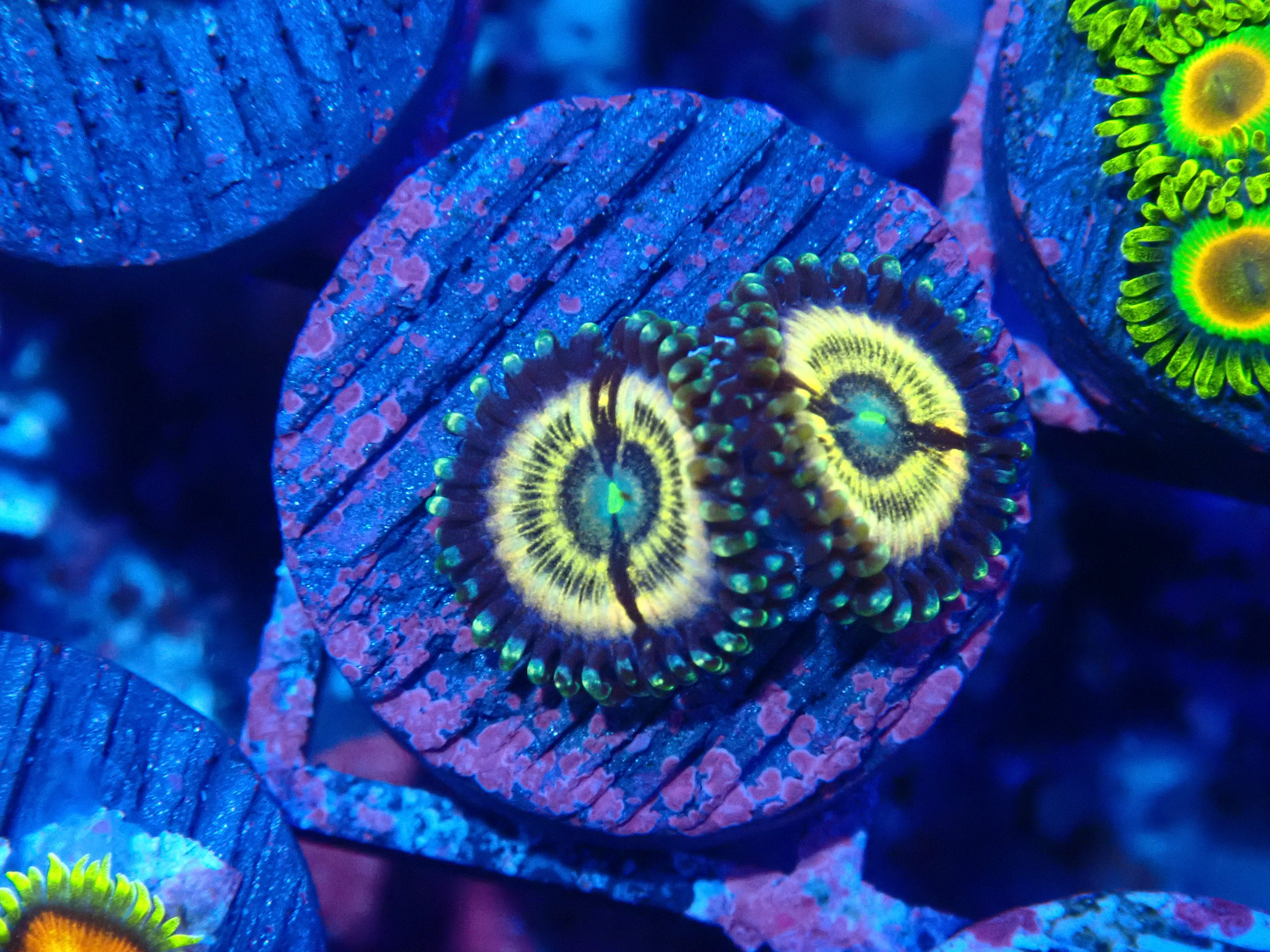 Curated visual reference: Picture Idea: Corals For Sale In Australia