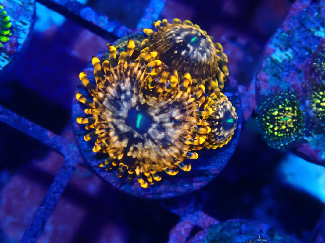 Australia's best Zoanthids Page 3 Oasis Coral