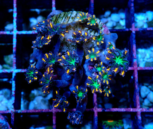 Firework Clove Polyps