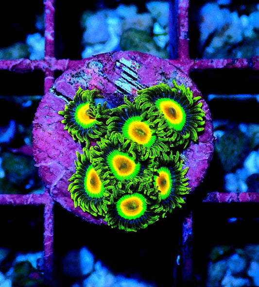 Rasta Zoanthid WYSIWYG