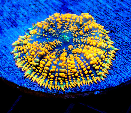 Lava Bounce Rhodactis WYSIWYG