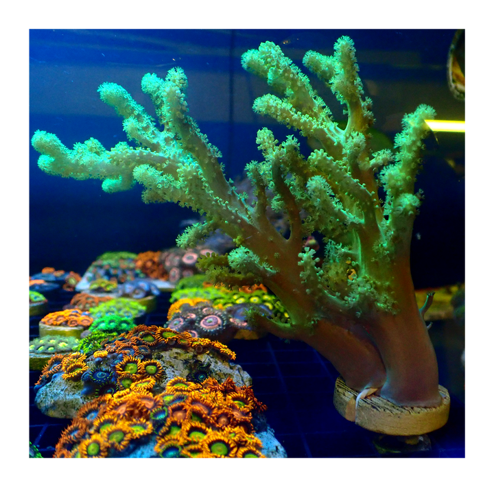 Corals For Sale in Australia Buy Corals Online. Oasis Coral