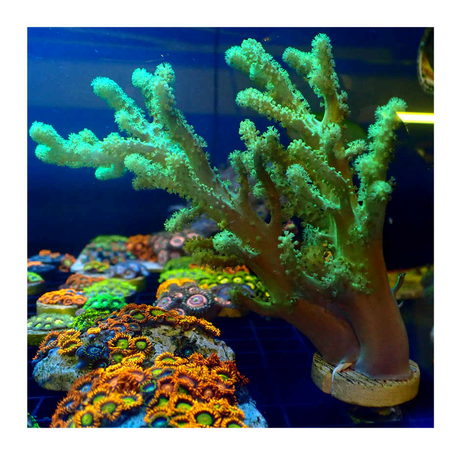 Corals For Sale in Australia Buy Corals Online. Oasis Coral