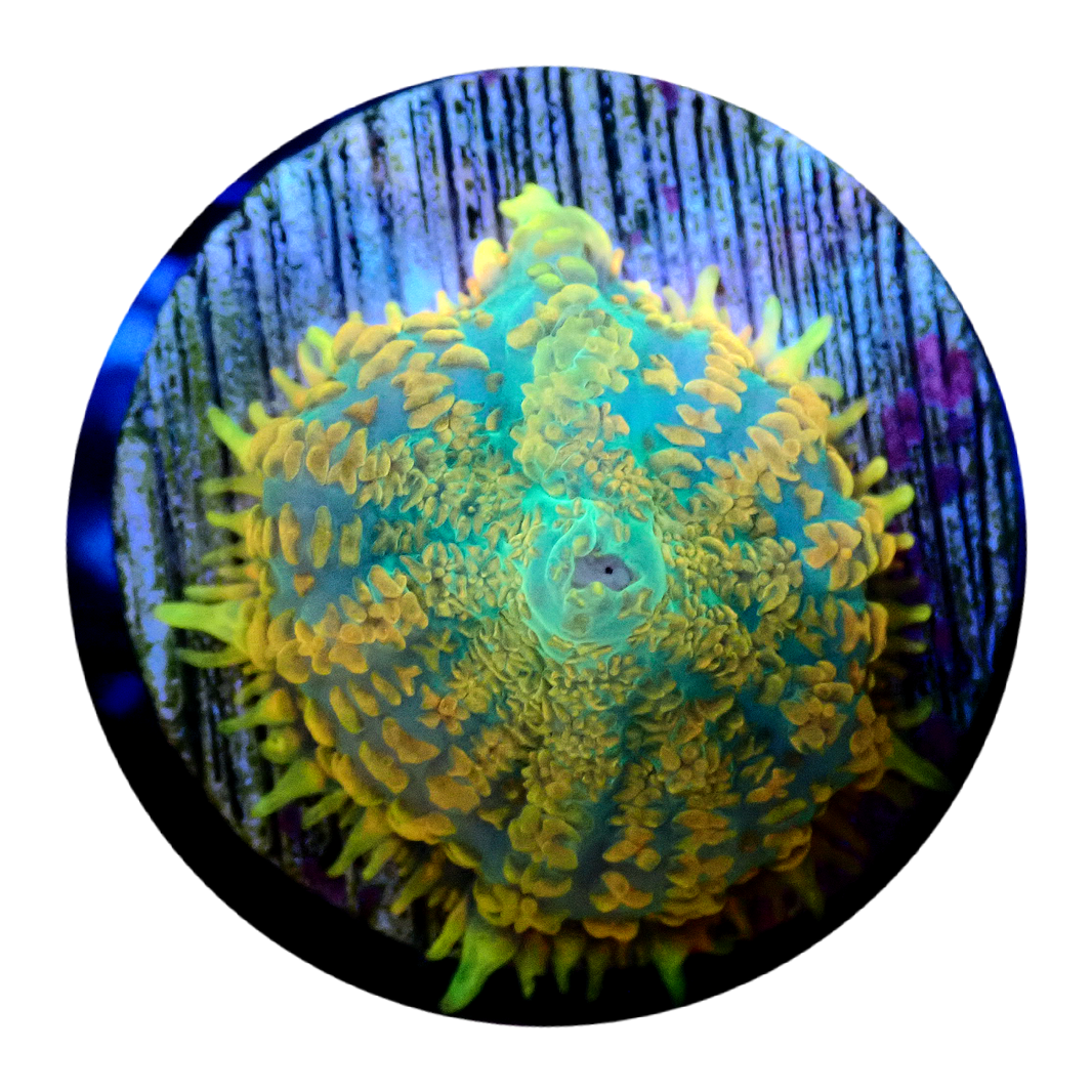 Corals For Sale in Australia Buy Corals Online. Oasis Coral