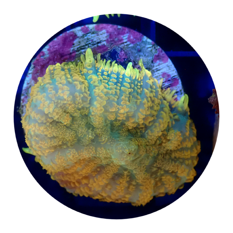 Corals For Sale in Australia Buy Corals Online. Oasis Coral