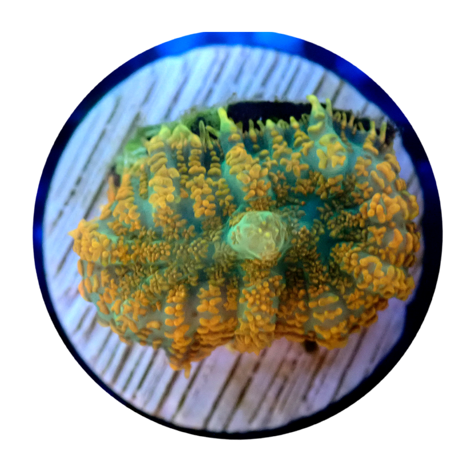 Corals For Sale in Australia Buy Corals Online. Oasis Coral