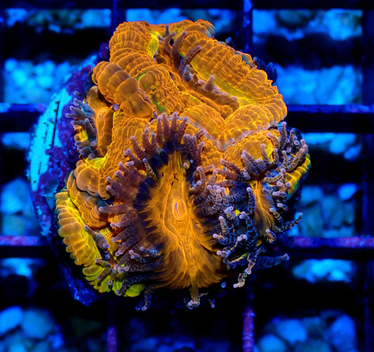 Ultra Acan (Micromussa) WYSIWYG