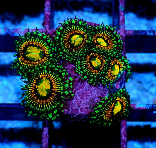 Rainbow Incinerator Zoanthid WYSIWYG