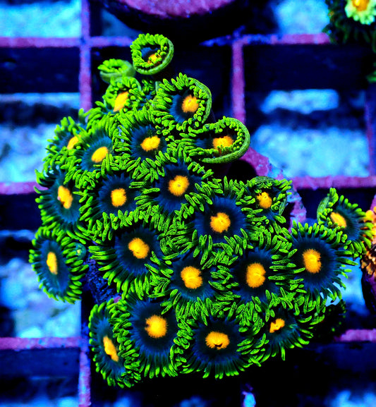 Blow pop Zoanthid WYSIWYG