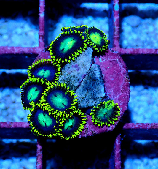 Chameleon Zoanthid WYSIWYG