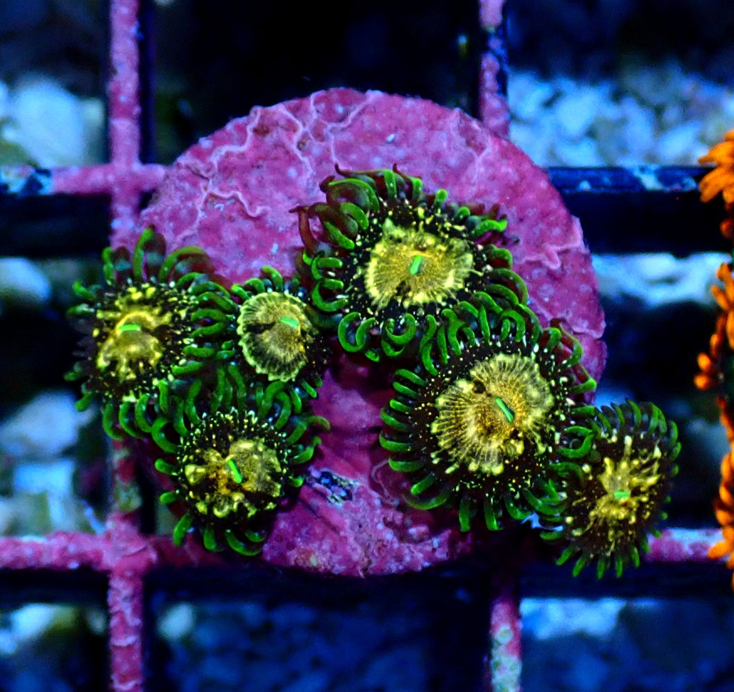 Texas Grim Reaper Zoanthid WYSIWYG