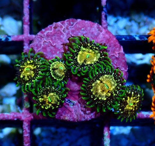 Texas Grim Reaper Zoanthid WYSIWYG