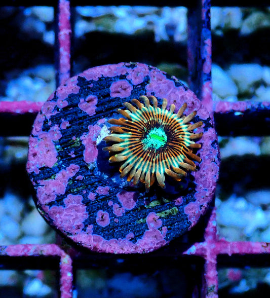 White Zombie Zoanthid (Single polyp)