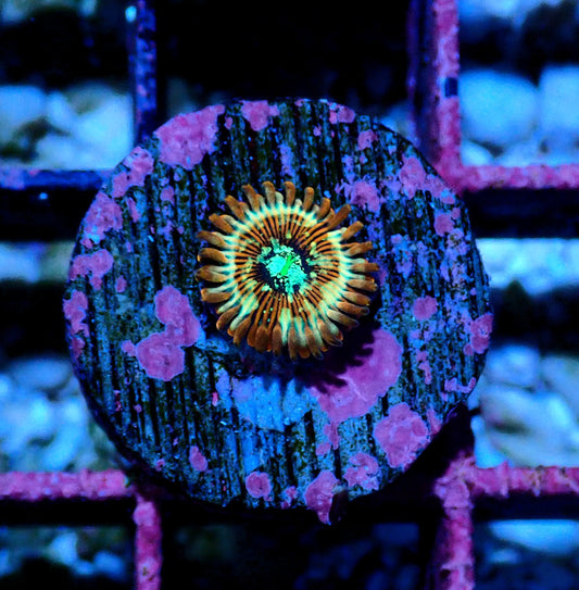 White Zombie Zoanthid WYSIWYG