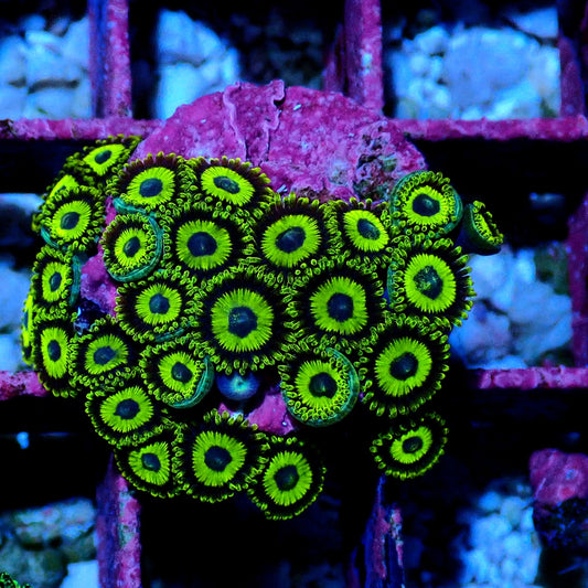 La Lakers Zoanthid WYSIWYG