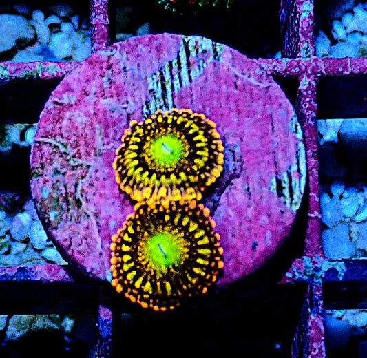 Alien Anti-Venom Zoanthid WYSIWYG
