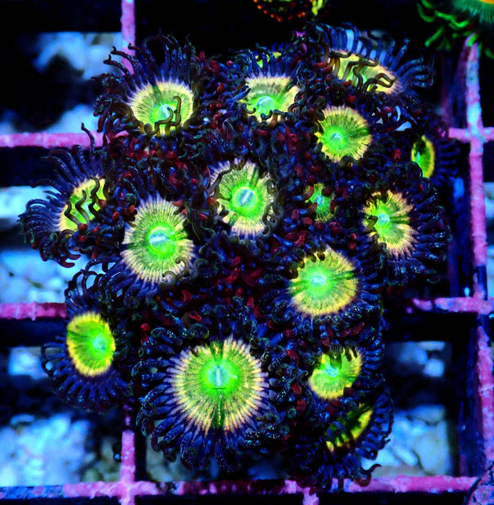 Rainbow Raptor Zoanthid WYSIWYG – Oasis Coral