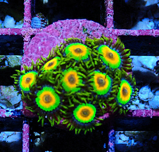 Rasta Zoanthid WYSIWYG