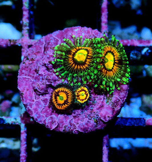 Rainbow Incinerator / God of War Zoanthid WYSIWYG