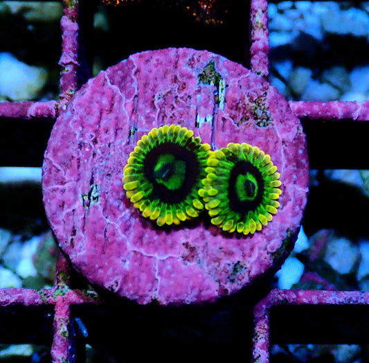 Rainbow Yoda Zoanthid WYSIWYG