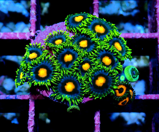 Blow pop Zoanthid WYSIWYG