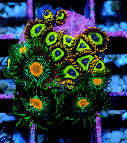 Fruit Loop/Radioactive Campfire Zoanthid WYSIWYG