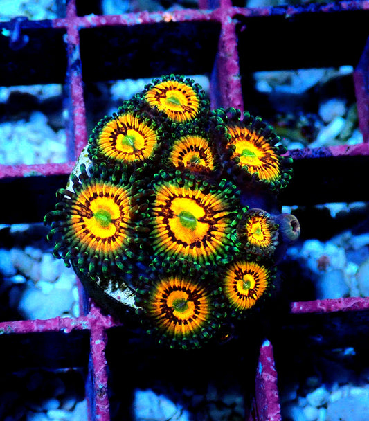 God of War Zoanthid WYSIWYG