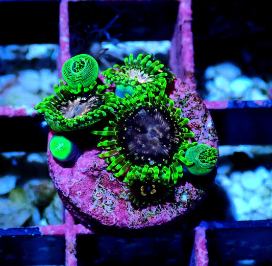 Purple Monster Zoanthid WYSIWYG