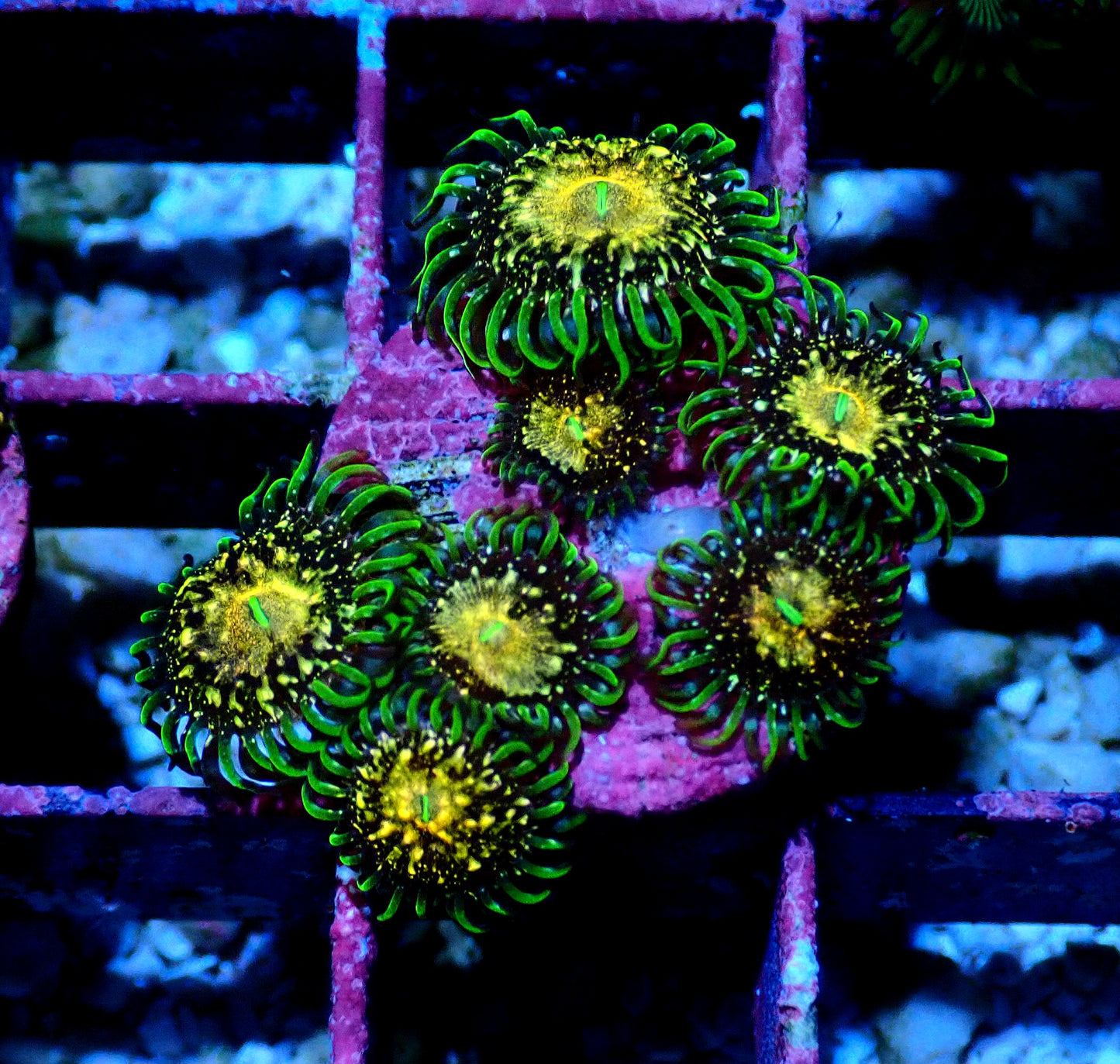 Texas Grim Reaper Zoanthid WYSIWYG