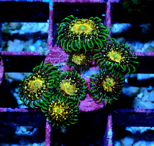 Texas Grim Reaper Zoanthid WYSIWYG