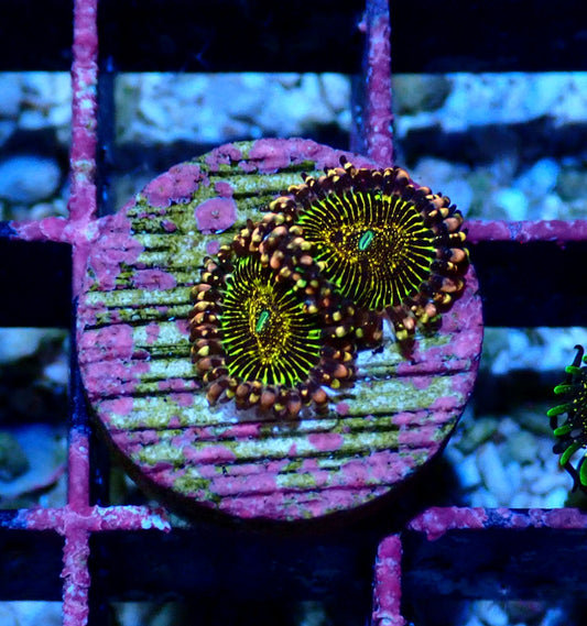 Black Galaxy Zoanthid WYSIWYG