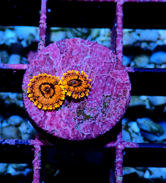KO Nightmare Zoanthid WYSIWYG